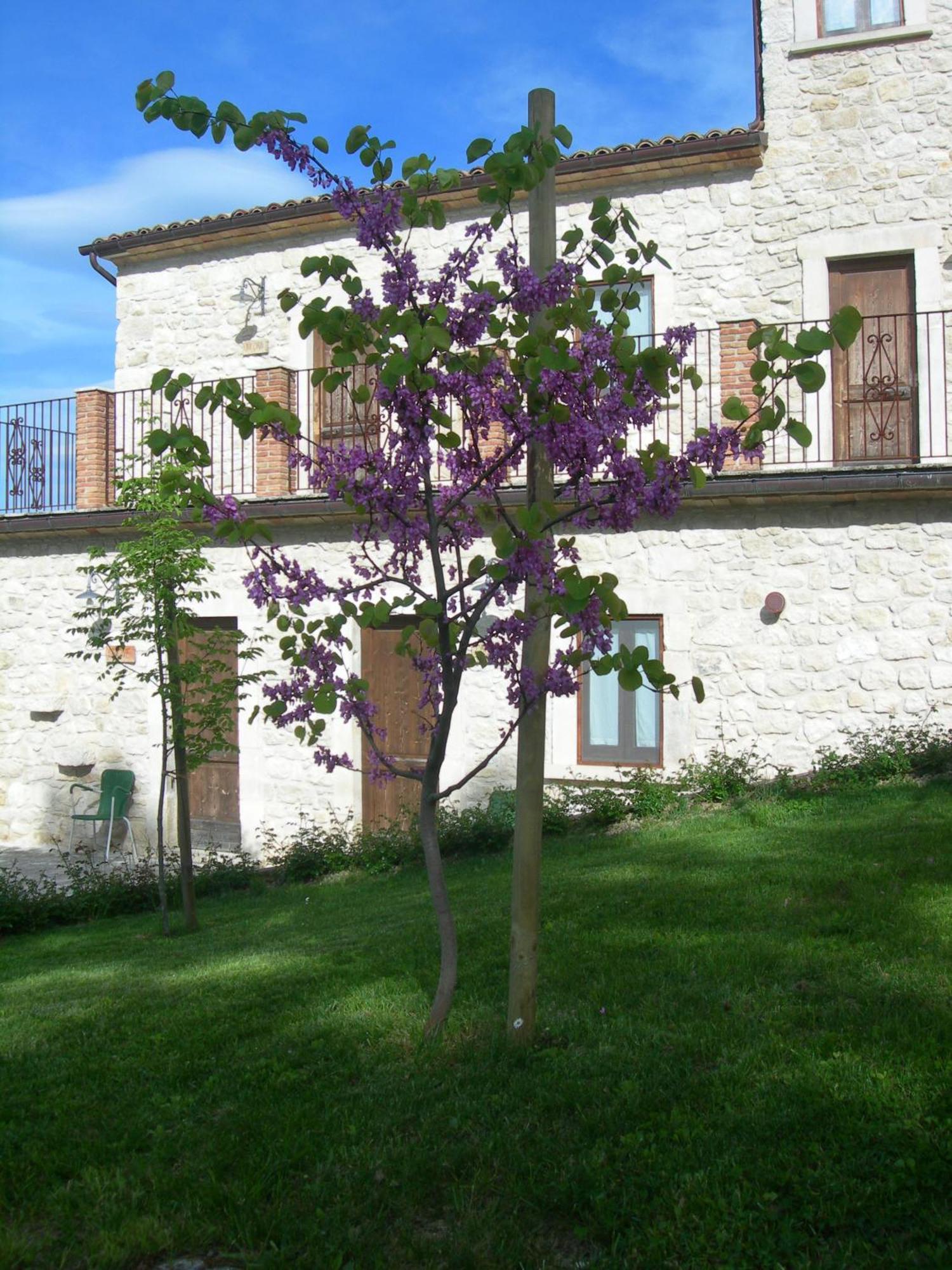 הוילה אבטג'ו Agriturismo Borgo San Martino מראה חיצוני תמונה